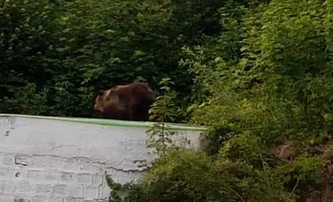 VIDEO + FOTO. Un urs cu doi pui, pe garajul Districtului din Băile Tuşnad. ”Se plimbă zilnic în oraş”