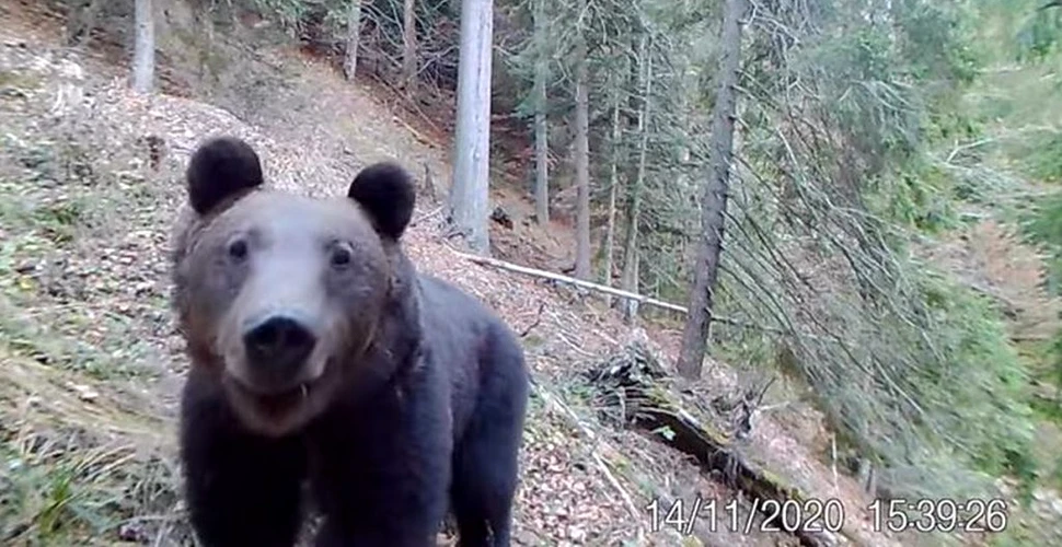 Momente inedite din pădure: Un urs descoperă și analizează o cameră video de monitorizare a faunei