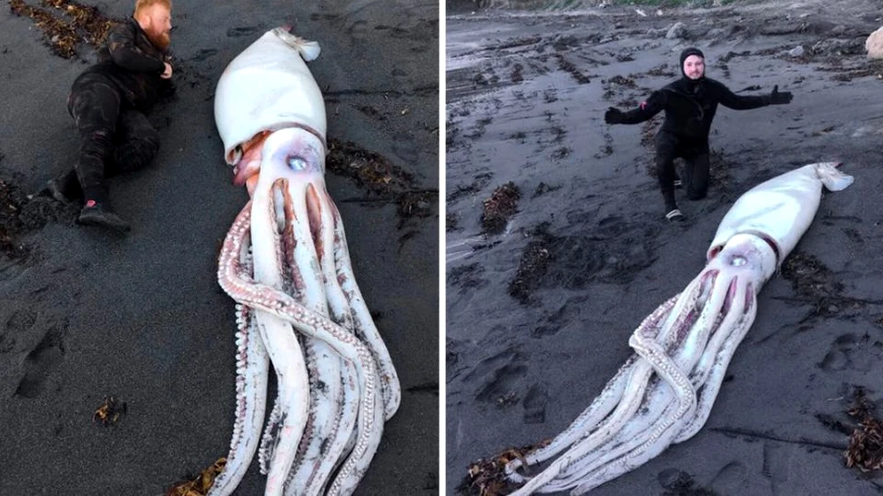 Un calamar gigant a fost descoperit de scafandri pe o plajă din Noua Zeelandă