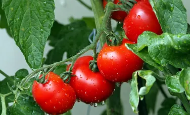 Un război al tomatelor în Europa, declanșat de criza energiei și a gazelor naturale