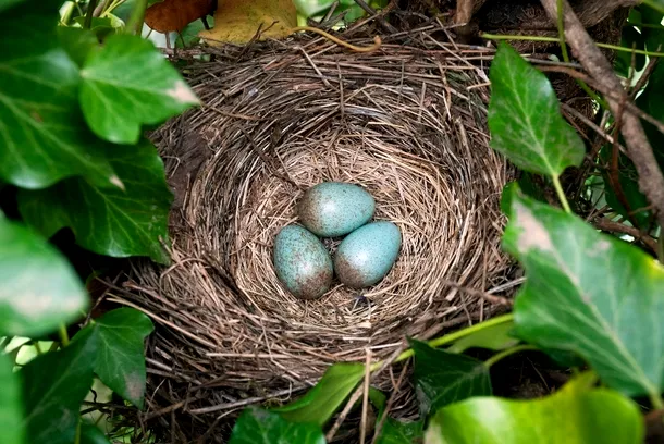 Păsările au perfecţionat oul amniotic, acesta dobândind o coajă groasă, ce apără de deshidratare embrionul.