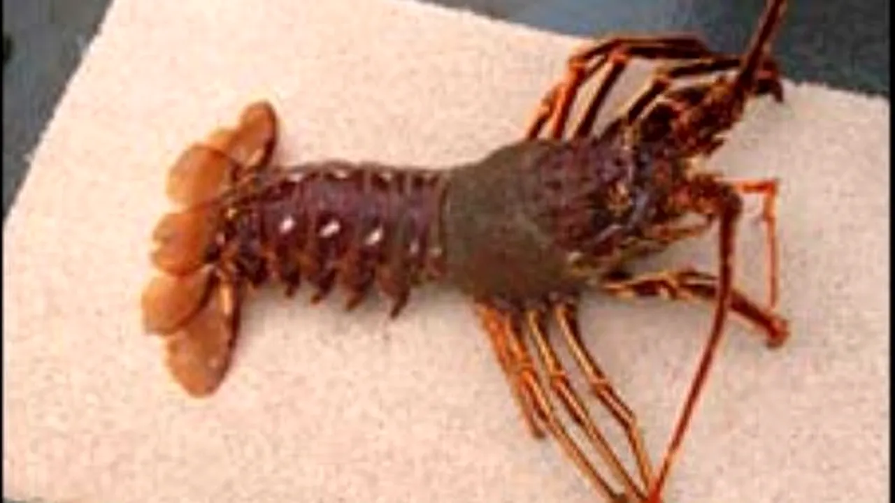 1-44835300-crayfish226 