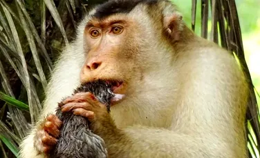 Maimuţele de pe o plantaţie din Malaezia, surprinse în timp ce mâncau şobolani