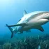 Rechinii, specie care există pe acest Pământ de peste 400 de milioane de ani, încep să aibă probleme cu dinții