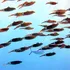 Oceanele Pământului au atins temperaturi record în luna august