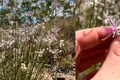 O plantă considerată dispărută de 60 de ani a reapărut brusc