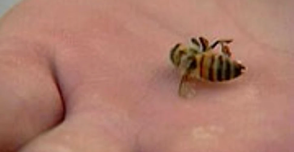 O maladie misterioasa duce la disparitia albinelor din nordul Americii