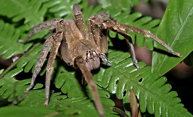 „Vagabondul brazilian”: cel mai veninos păianjen din lume