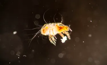 Un studiu arată că acarienii pot „mirosi frica”