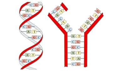Calculatorul din molecule de ADN poate rezolva probleme de matematică
