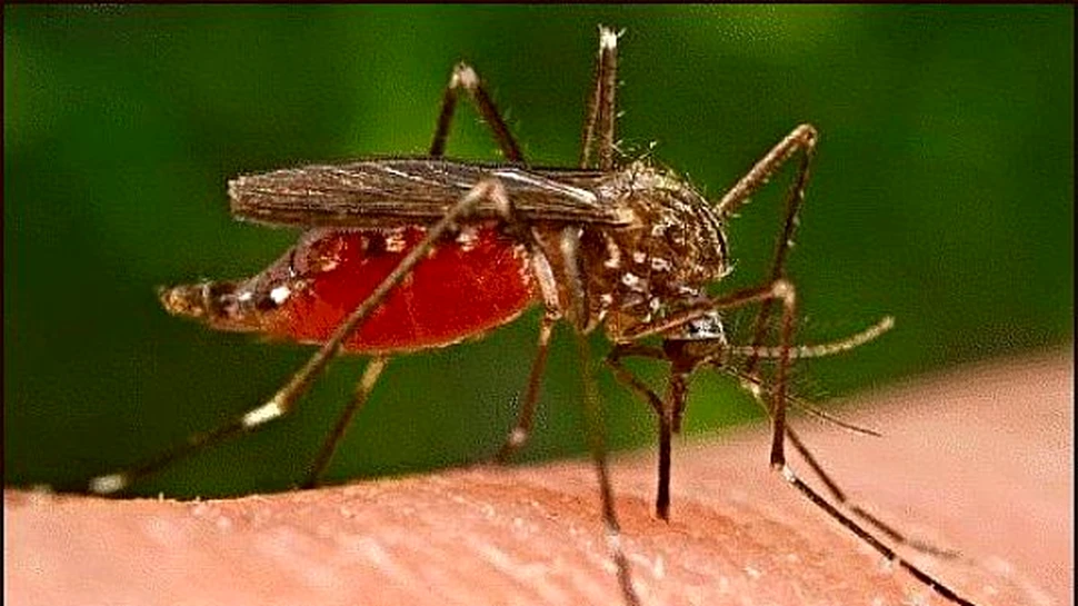 Cat costa o muscatura de tantar?