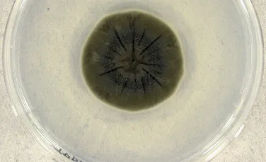 O ciupercă de la Cernobîl pare să fi dezvoltat o abilitate incredibilă