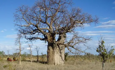 Lupta contra-cronometru pentru a găsi sculpturile antice de pe baobabi