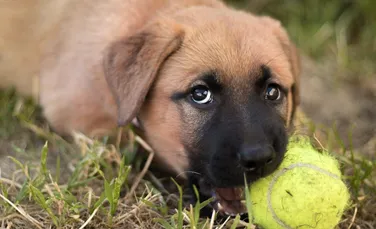 Cercetătorii au descoperit cauza genetică a unei afecțiuni mortale la câini