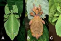 Au fost descoperite noi specii de insecte-frunză