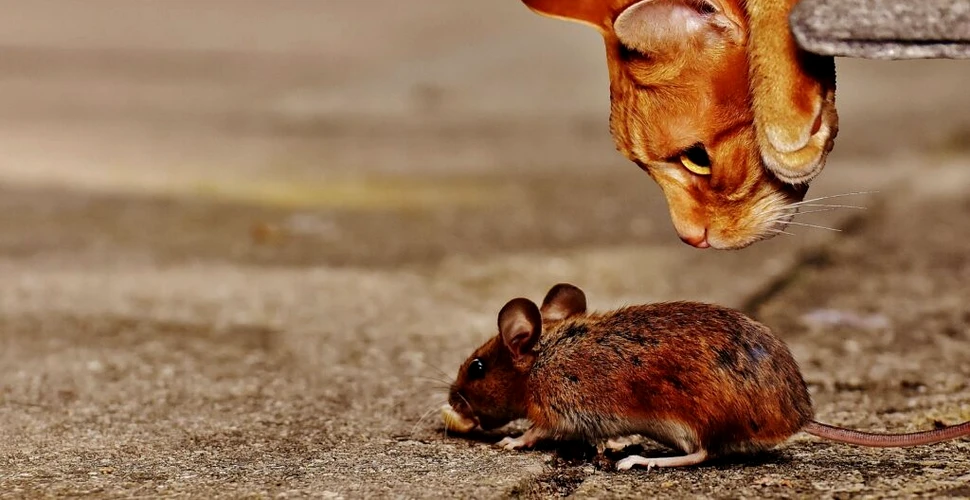 Hormonul care lungește viața șoarecilor. Cu ce ne ajută pe noi?