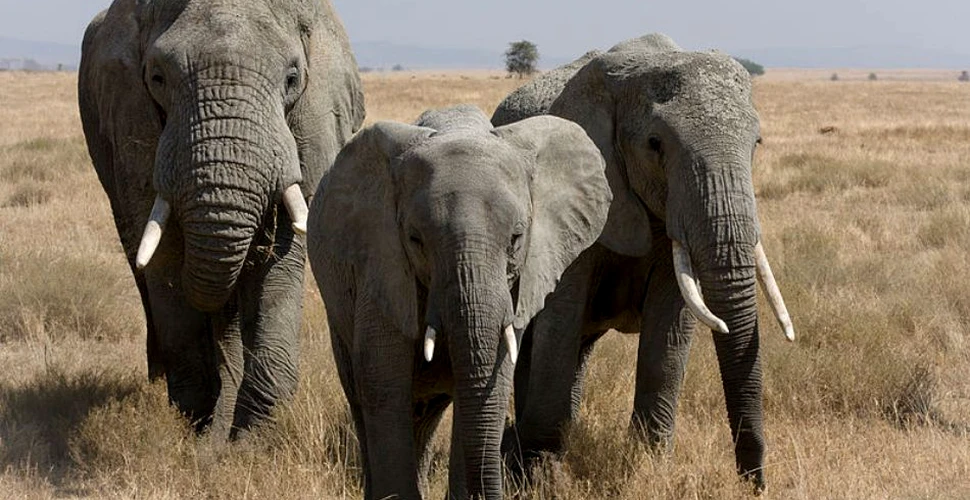 Dispariţia elefanţilor a dus la naşterea omului modern acum 400.000 de ani