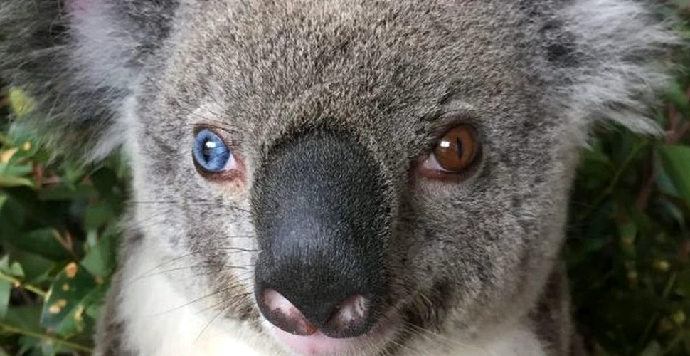 În Australia a fost găsit un urs koala cu un ochi albastru şi unul maro