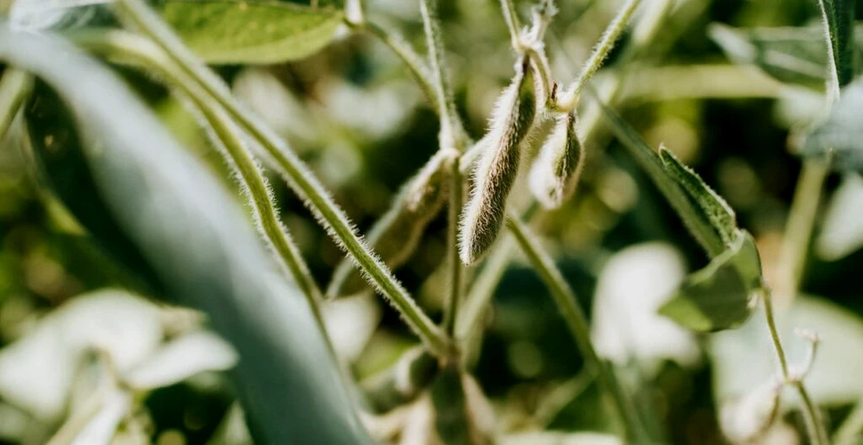 Plantele de soia sunt acoperite cu mii de ciuperci. De ce este important acest lucru?