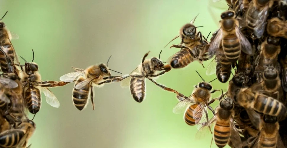 Albinele şi viespile omoară mai mulţi oameni în Australia decât şerpii