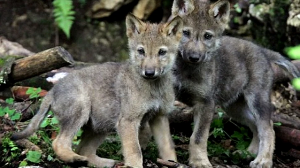 Si animalele au sentimente