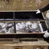 Misterul copilului cu ochi albaștri, îngropat acum 1.350 de ani alături de comori rare în Bavaria