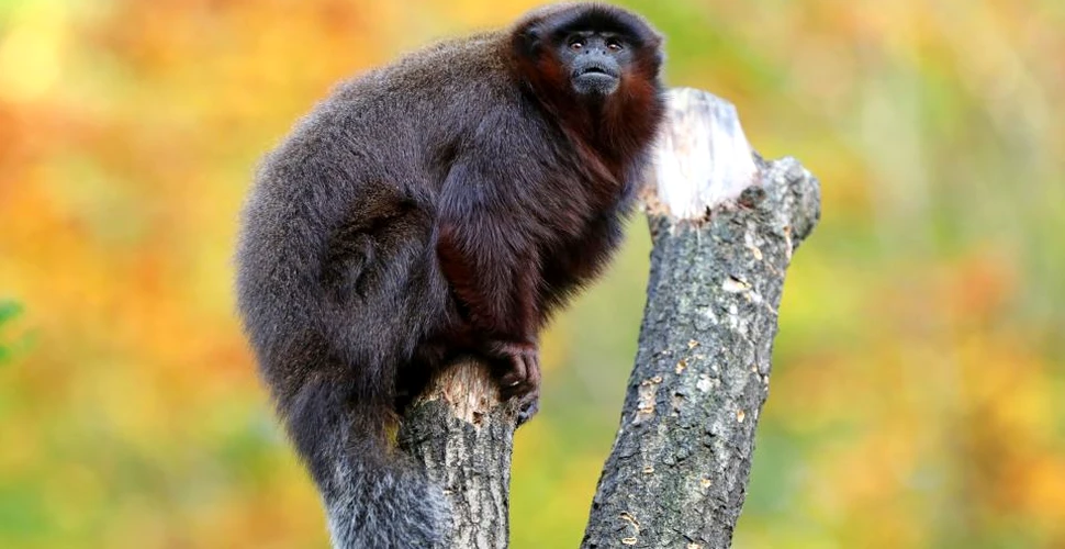 Primatele din Caraibe: ADN-ul străvechi scoate la iveală istoria unei maimuţe misterioase