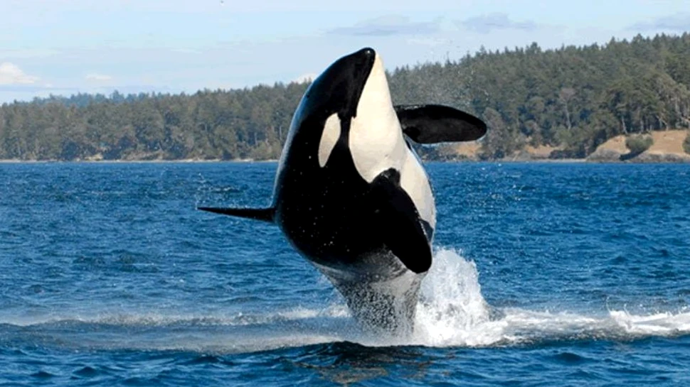 Granny, cea mai bătrână orcă, a murit. ”Cu regret facem acest anunţ”. S-a născut cu un an înainte de scufundarea Titanicului