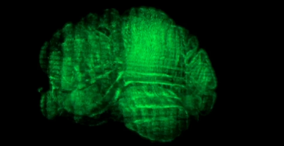 Prima hartă 3D realizată în interiorul creierului unui şoarece pare desprinsă din filme SF (VIDEO)