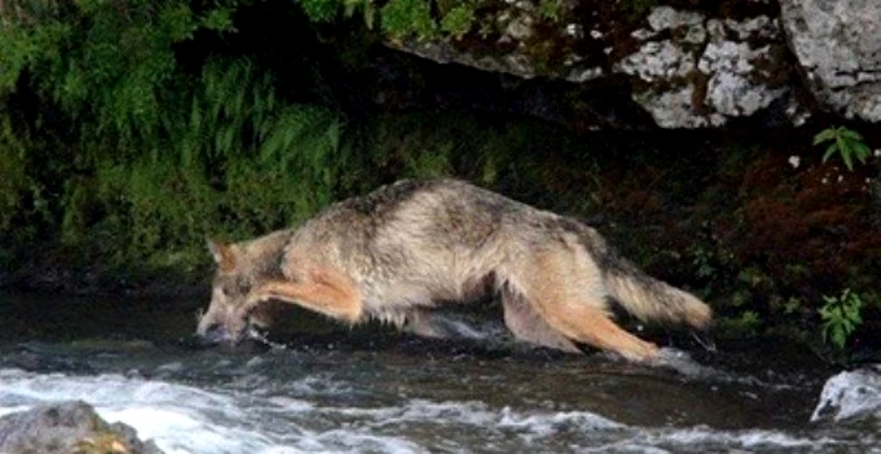 Imagini incredibile cu ursul pacalit de… lup (FOTO)