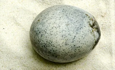 Un ou din era romană și-a păstrat lichidul intact până în prezent