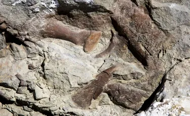 Descoperire paleontologică uimitoare: una dintre cele mai bine conservate fosile de Tyrannosaur a fost excavată din sud-vestul Statelor Unite