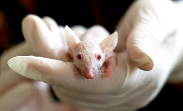 Calviția, sau căderea părului, ar putea fi tratată cu ajutor din partea șoarecilor