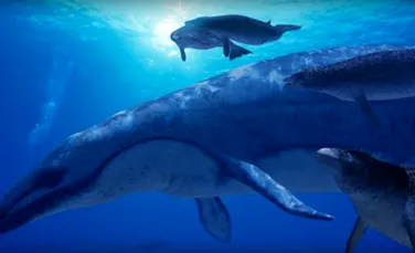 Reanalizarea rămăşiţelor unei balene din Eocen oferă concluzii sumbre