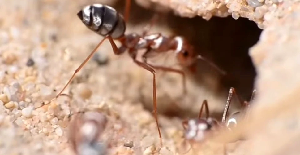 Cea mai rapidă furnică din lume trăieşte în Sahara – VIDEO