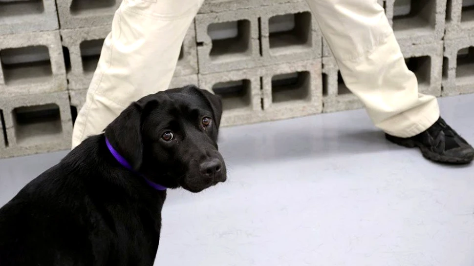 CIA renunţă la unul dintre câinii săi care adulmecă BOMBE, pentru că este prea jucăuş