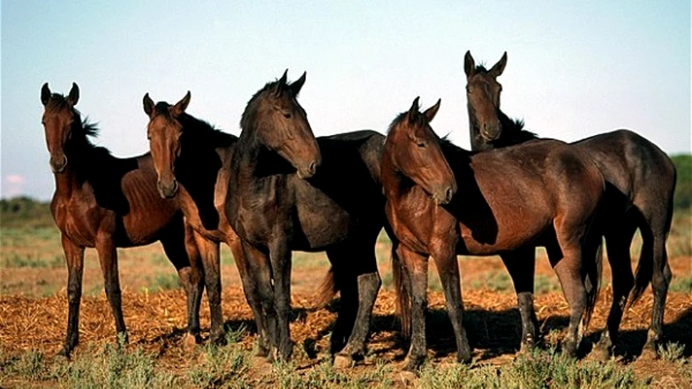 Rasa de cai a Imparatilor Romei, redescoperita in Italia