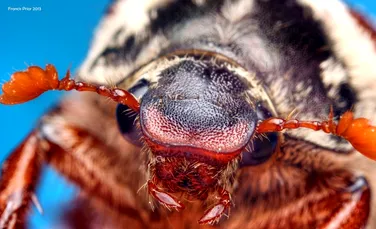 Portrete neobişnuite: un fotograf surprinde uimitoarele chipuri ale păianjenilor şi insectelor (GALERIE FOTO)