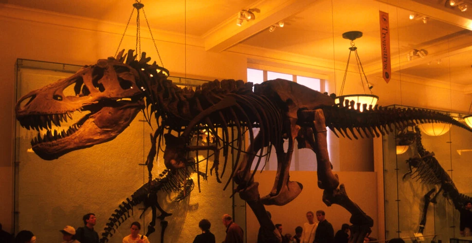 Tyrannosaurus rex ar fi fost cu 70% mai mare decât sugerează fosilele, arată noi cercetări