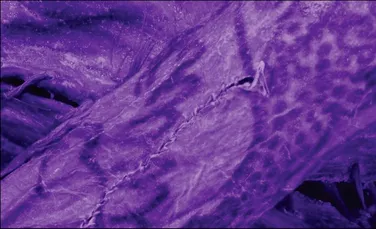 Tatuajele unei „mumii de gheață”, vechi de 2.300 de ani, dezvăluie secretele unei arte străvechi