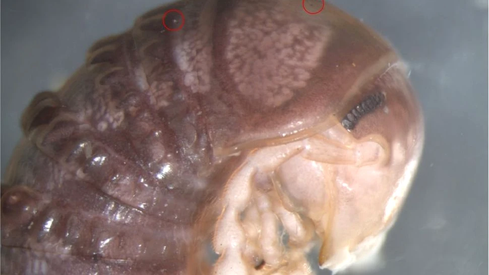 Prima specie descoperită pe Twitter