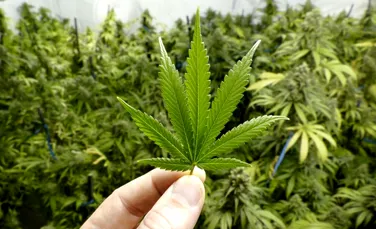Ministrul Sănătăţii consideră că legalizarea canabisului ar fi ”un lucru bun”