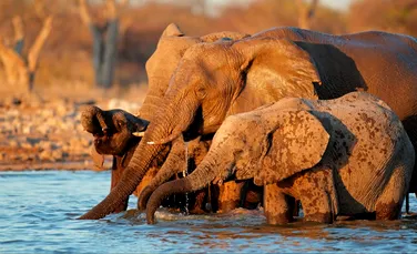 Elefanți, vânduți într-o licitație controversată organizată în Namibia