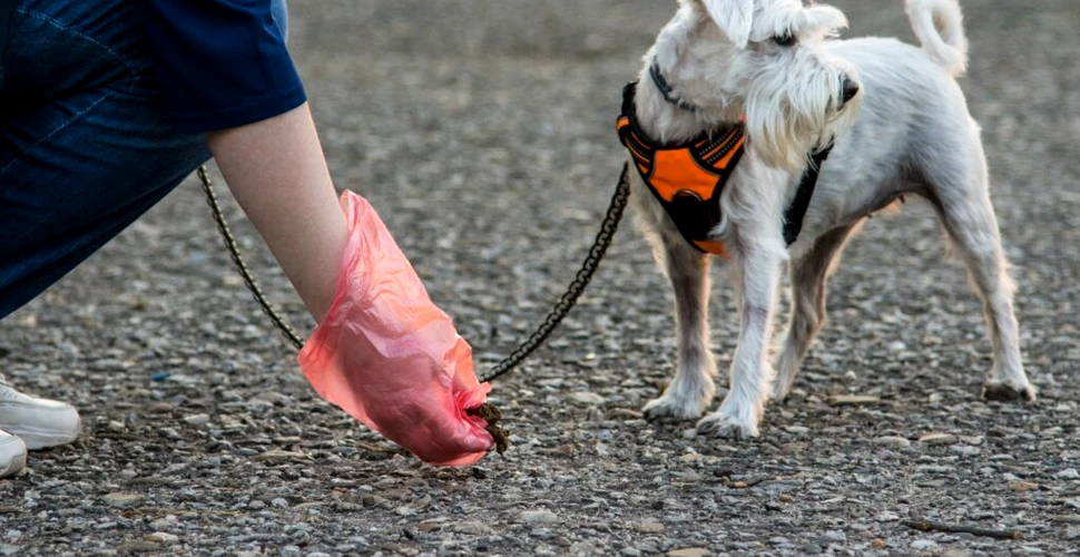 Teste ADN pentru a găsi stăpânii de câini care nu curăță în urma lor