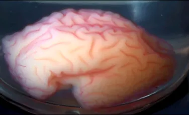 Oamenii de ştiinţă au ”imprimat”  un CREIER 3D care poate rezolva unul dintre marile mistere ale aparatului cerebral. FOTO+VIDEO