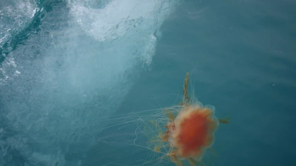 Un „prădător gelatinos” necunoscut până acum a fost găsit în adâncurile Oceanului Pacific