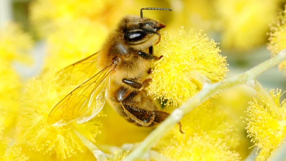 Micile făpturi ale zeilor