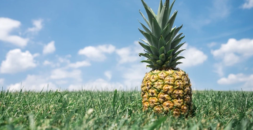 Cum poţi să recunoşti uşor un ananas copt