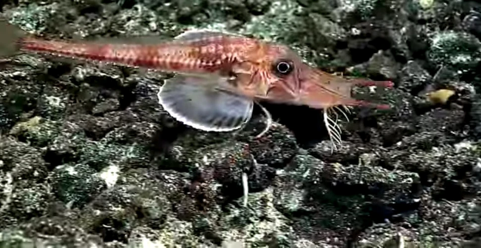 TOP 5 cele mai bizare creaturi de pe fundul Oceanului Pacific – VIDEO