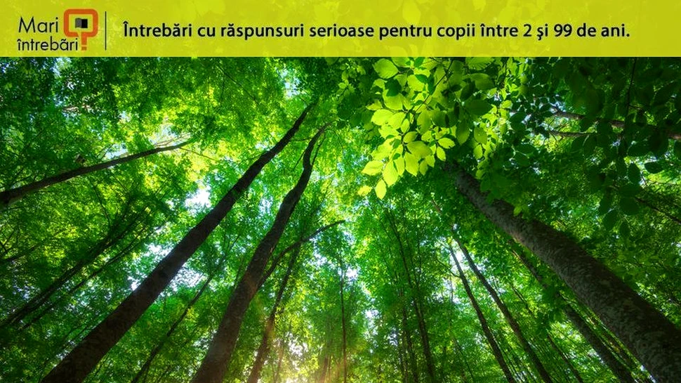 De ce frunzele plantelor au mărimi diferite?